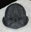 Beautiful Hollardops Trilobite - Great Eyes #29815-3